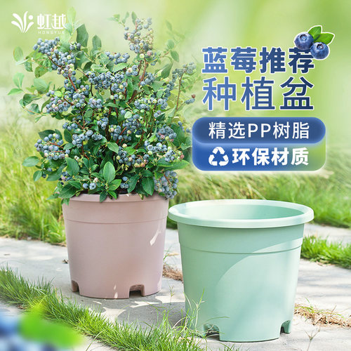 蓝莓大口径塑料种植花盆