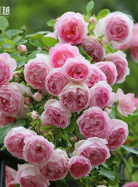 月季花小苗龙沙果汁阳台弗洛伦蒂娜蓝色阴雨虹越灌木爬墙藤本盆栽