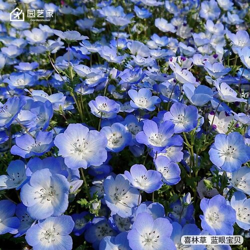 园艺家喜林草种苗小花苗多年生草本花卉庭院花镜好养花卉预卖