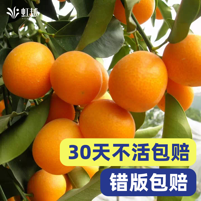 虹越柑桔橘子树果树盆栽