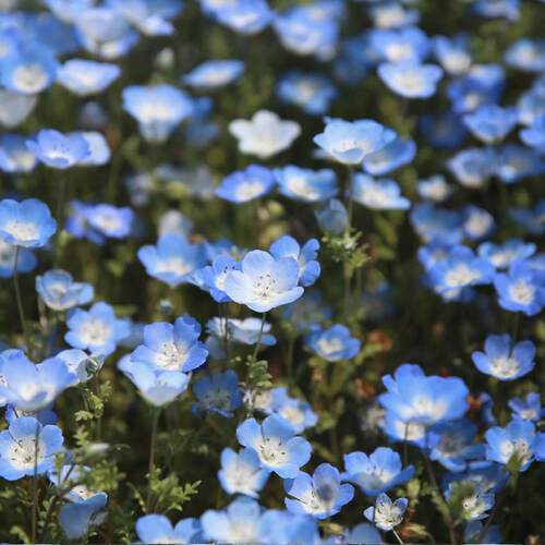 虹越萌吖吖春季秋播粉蝶花种子