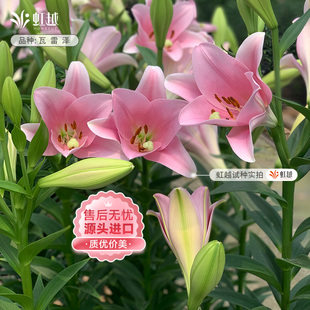 瓦雷泽百合种球虹越进口25年球阳台可盆栽地栽铁炮杂交百合四季