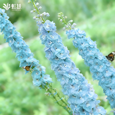 虹越园艺家种子大花飞燕草小花飞燕草种籽花园庭院耐寒好养线性花