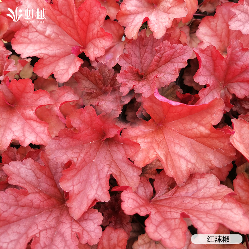 虹越园艺家矾根种苗室外彩叶植物盆栽庭院花园观叶耐荫耐寒地栽