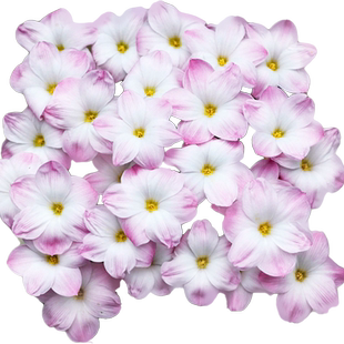 虹越胖丽丽风雨兰种球钦达阳台盆栽庭院夏季耐热耐晒易爆花境植物