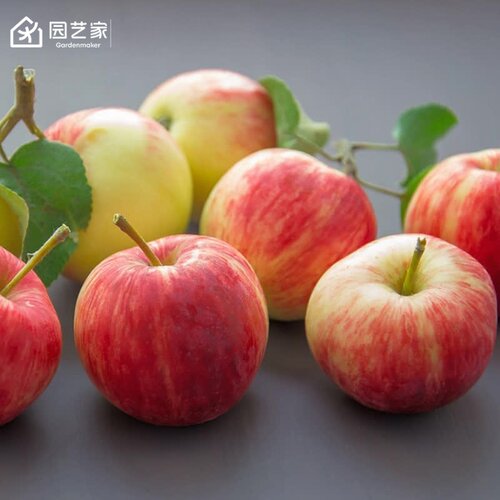 虹越苹果树果苗盆栽地栽