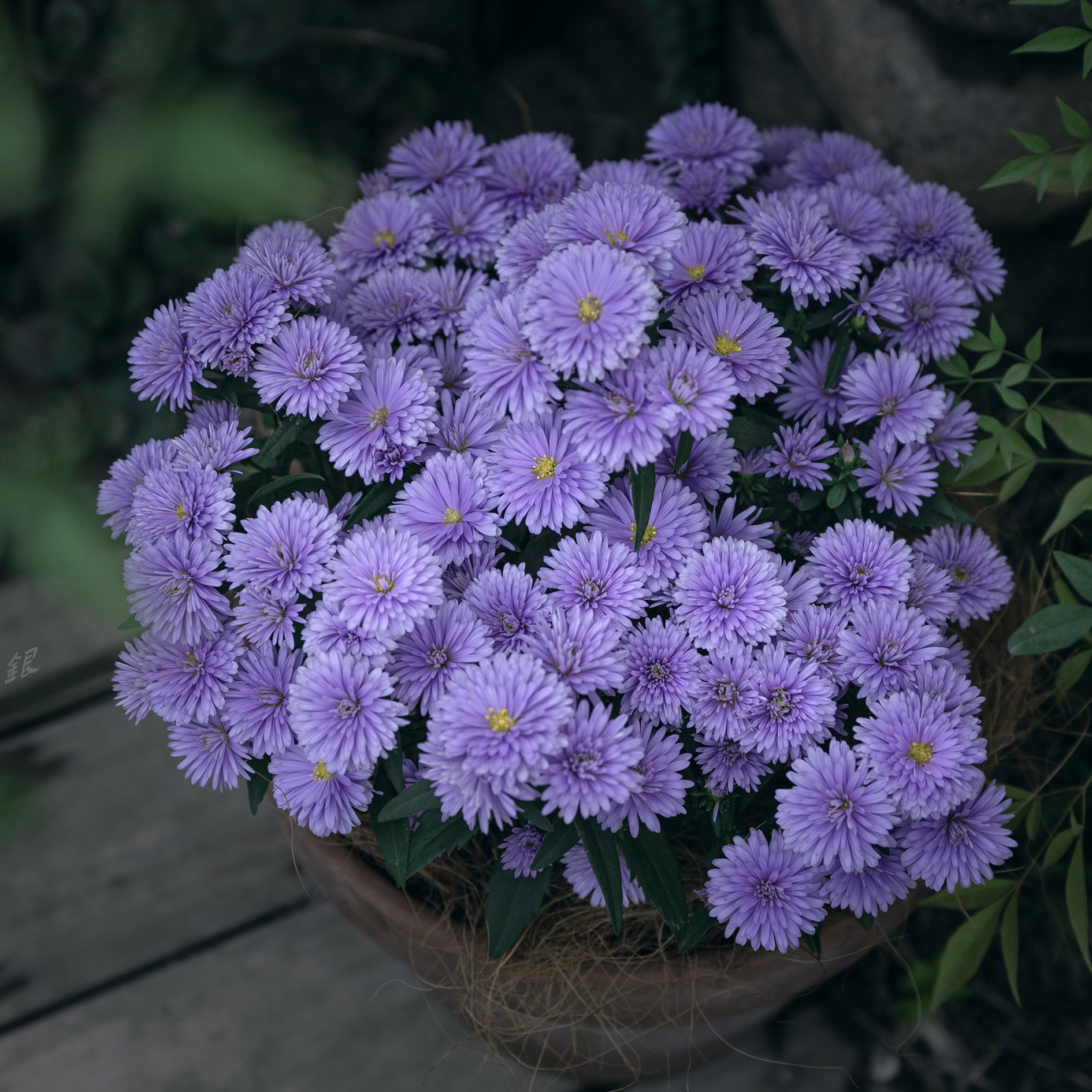 重瓣庭院菊花四季紫菀