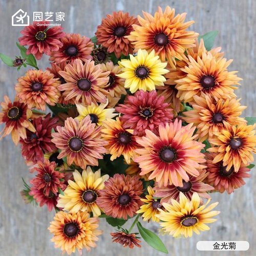 虹越花卉种苗好养易开花