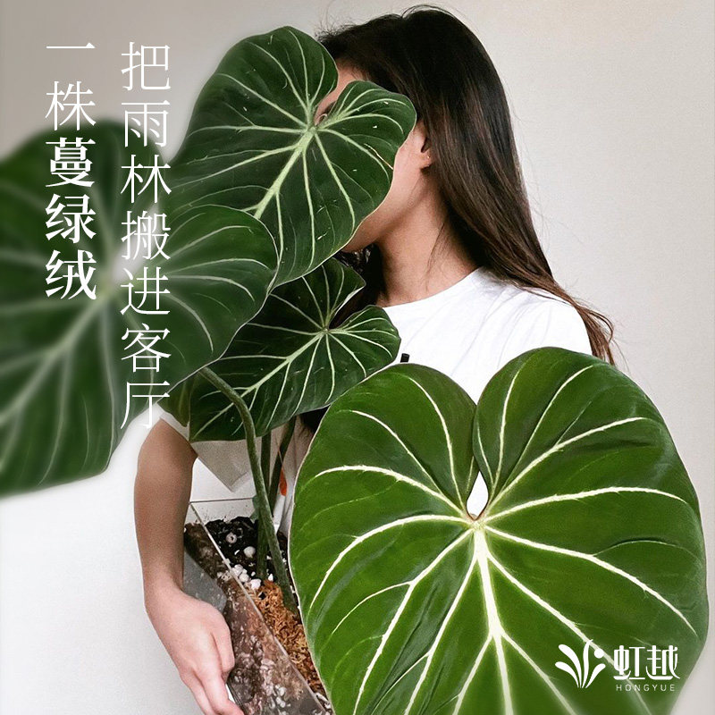 虹越明脉蔓绿绒盆栽网红热植常绿