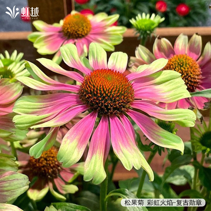 虹越花卉种苗好养易开花