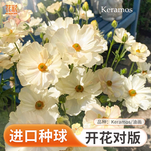 进口组培一代花毛茛种球洋牡丹
