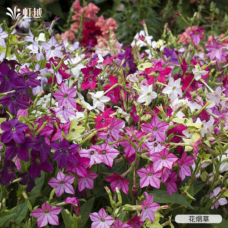 虹越园艺家花烟草花卉种苗