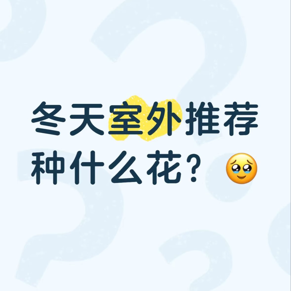 冬天室外耐寒花树苗地栽杜鹃蜀葵