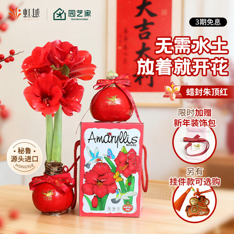 蜡封朱顶红蜡球南非大球礼盒新年节日送礼物种球阳台好养的懒人花