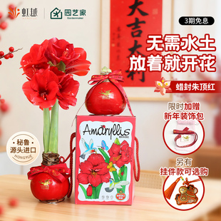 蜡封朱顶红蜡球秘鲁大球礼盒新年节日送礼物种球阳台好养的懒人花