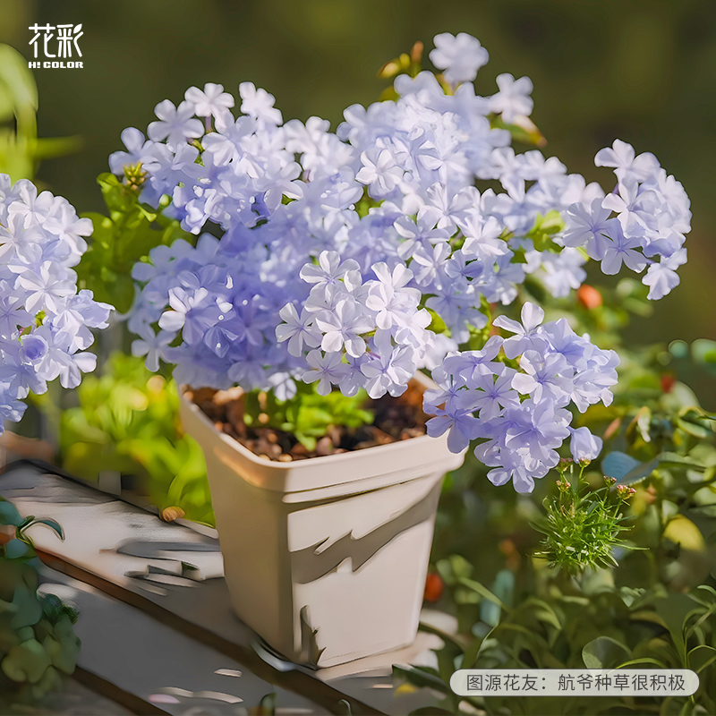 虹越冰雪花盆栽夏季阳台耐热花卉