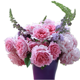 索菲罗莎月季花苗小苗盆栽藤本月季灌木月季特大花浓香型多季开花