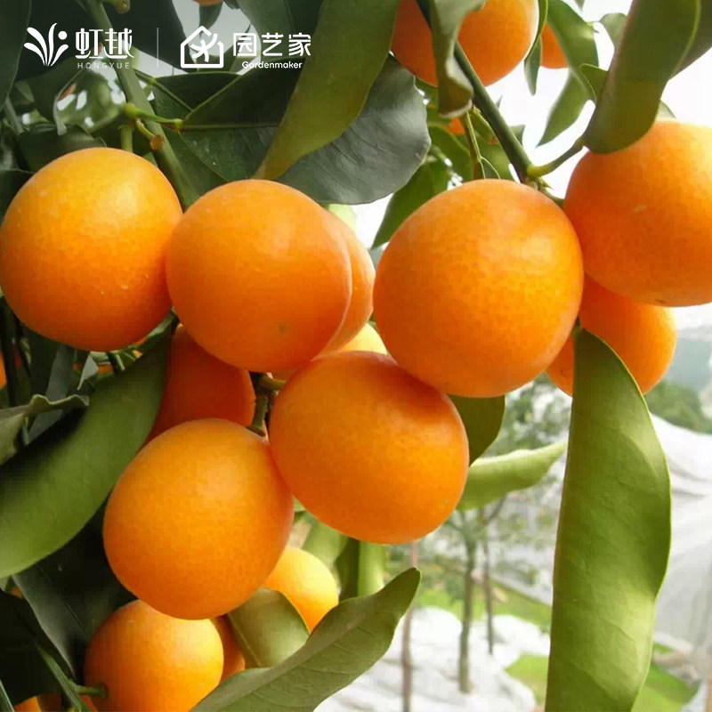 虹越橘子树裸根苗果树果苗桔子树苗耙耙柑丑橘杂交南瓜柑,鲜花速递/花卉仿真/绿植园艺,果树,淘宝优惠券,粉丝福利购,淘宝优惠卷