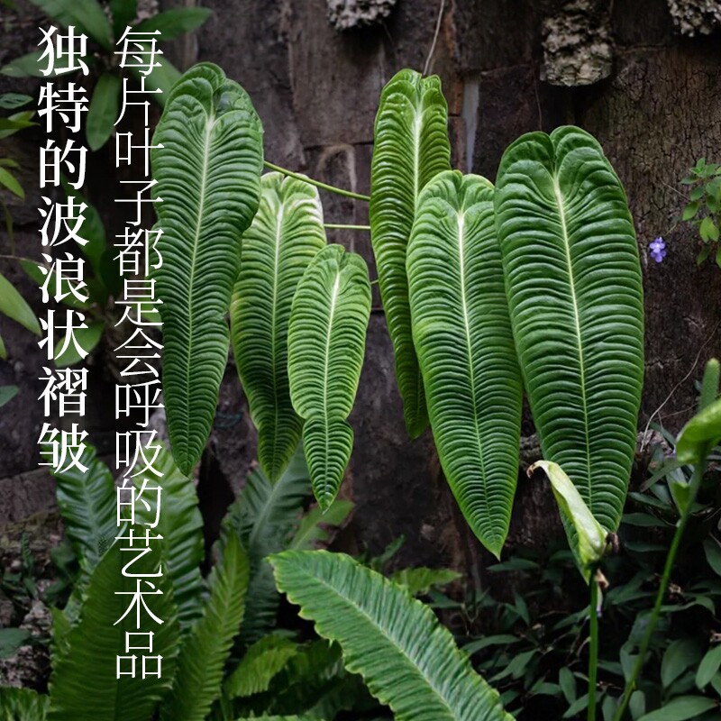 花彩火鹤王花烛阳台绿植室内盆栽四季好养活桌面装饰网红耐热植物