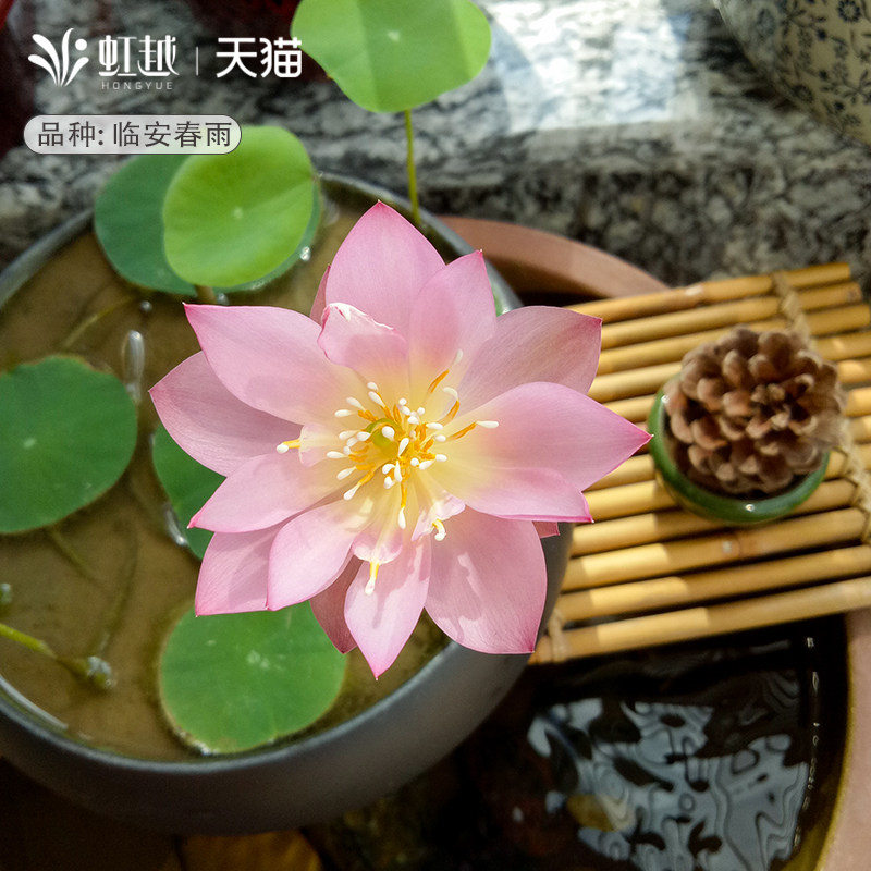 虹越碗莲种藕阳台迷你荷花夏季水培植物耐热庭院睡莲花水养鱼预售