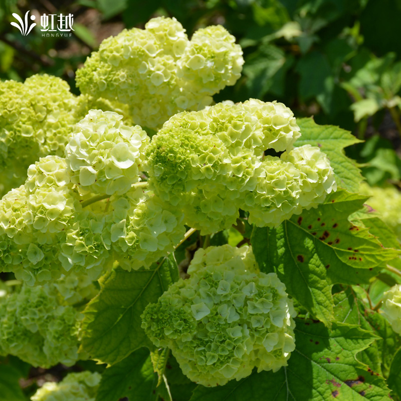 虹越绣球和声庭院耐寒好养植物