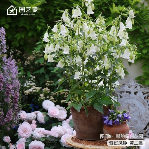 虹越风铃草好养开花小苗