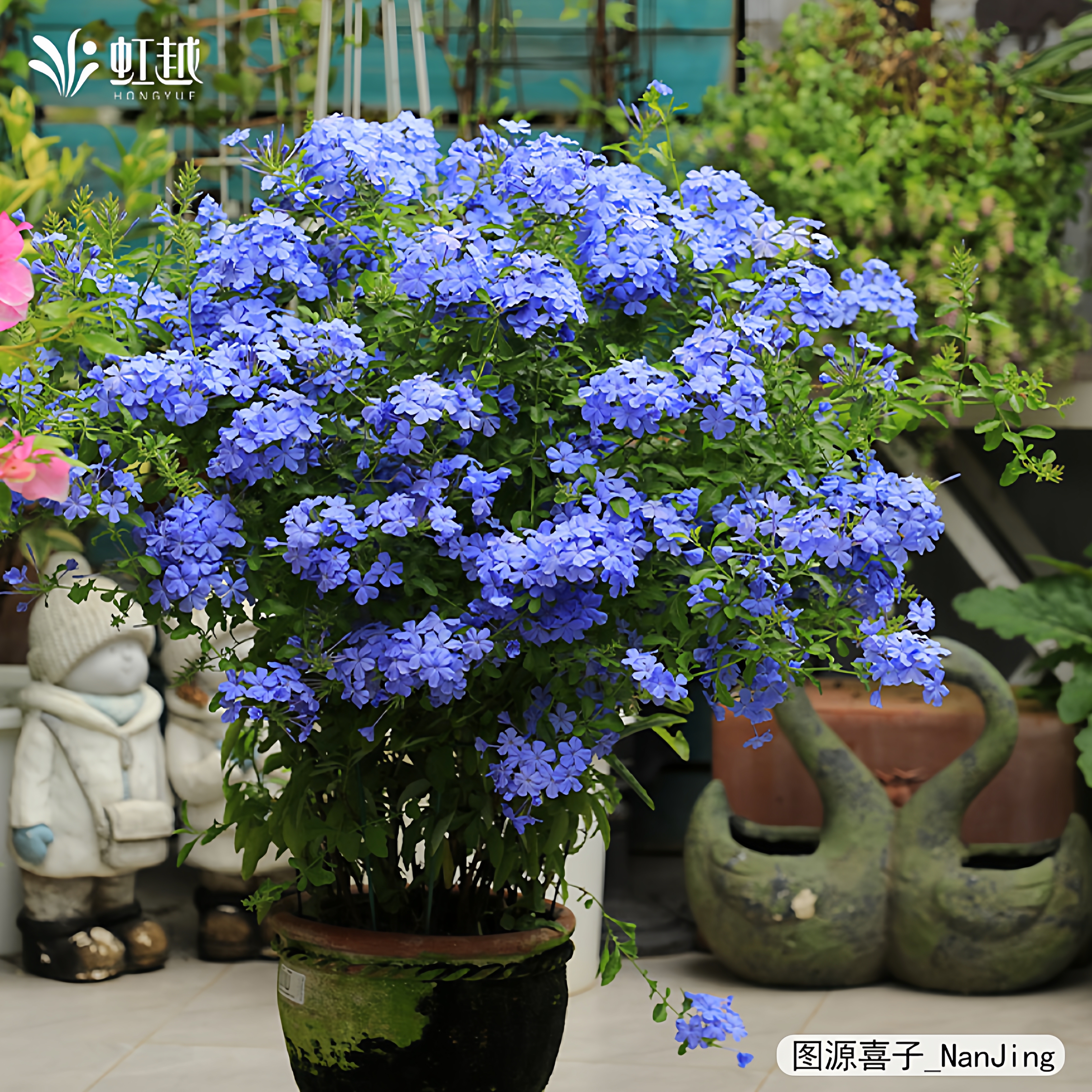 虹越蓝雪花白雪花盆栽大花苗棒棒糖阳台耐热夏季爆花爬藤垂吊小苗