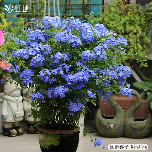 虹越蓝雪花白雪花盆栽大花苗棒棒糖阳台耐热夏季爆花爬藤垂吊小苗