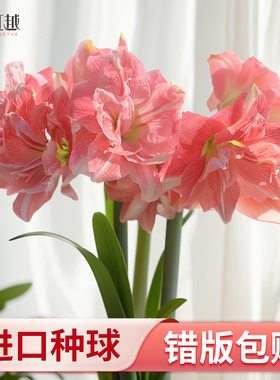 玫瑰花漾朱顶红进口单重瓣种球阳台南非25年新球花样全国四季种植