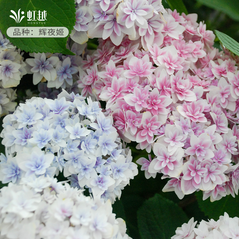 虹越辉夜姬绣球花苗盆栽大花阳台花期长庭院地栽多年生花园植物