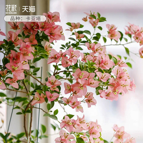 精品卡亚塔三角梅盆栽四季开花