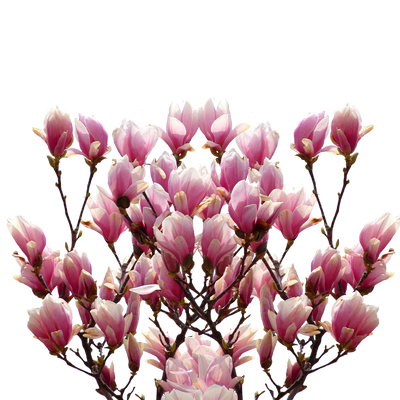 玉兰盆栽苗花园庭院地栽小乔木