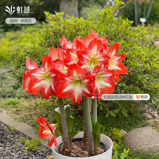 米娜瓦芭蕾舞女童话故事花瓶朱顶红种球虹越进口开花球单重瓣花球