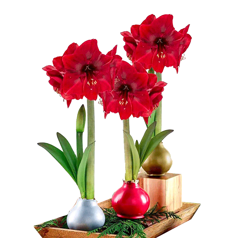 朱顶红蜡球无需养护可开花送礼