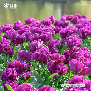 重瓣郁金香种球自然球5度球荷兰进口花种子球根苗耐寒花卉虹越