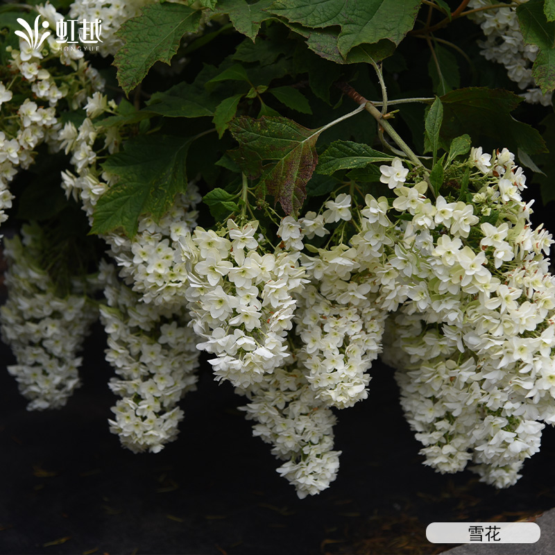 虹越进口栎叶绣球花盆栽迷你和声室外庭院地栽耐热耐寒多年生预卖