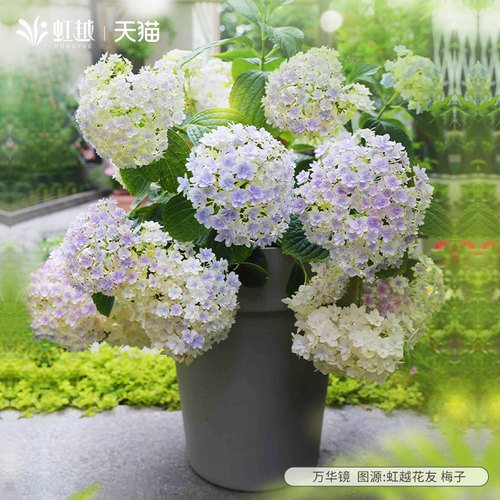 虹越精品绣球网红品种“万华镜”