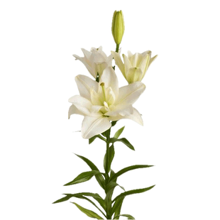 百合种球低矮紧凑适盆栽阳台亚百甜蜜蜜虹越荷兰进口春季球根预售