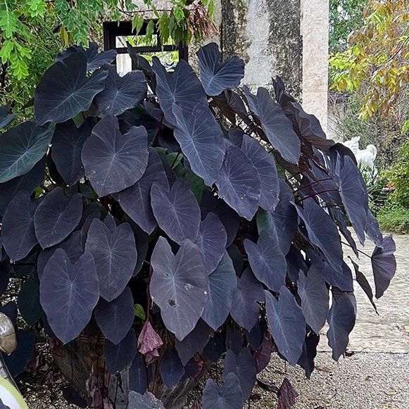 黑魔法海芋盆栽苗室内植物绿植