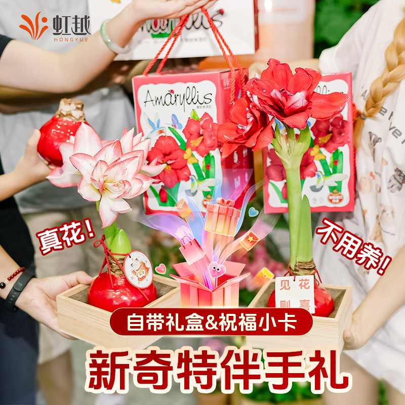 奇趣伴手礼朱顶红蜡球无需养护