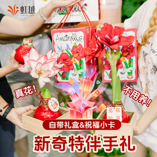 蜡封朱顶红种球进口新手易养礼盒节日礼物新奇特伴手礼朱顶红蜡球