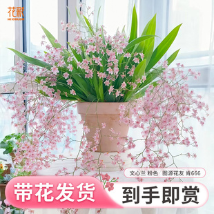 花彩文心兰带花剑盆栽苗有香味阳台窗边室内桌面花卉梦香兰花期长