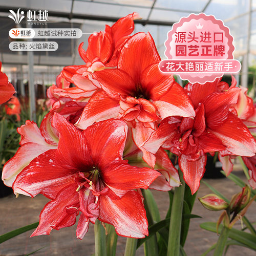 黛丝朱顶红进口种球花卉