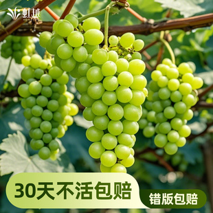 虹越葡萄苗盆栽果树果苗南北方种植红宝石美洲圆叶阳台寒香蜜巨峰