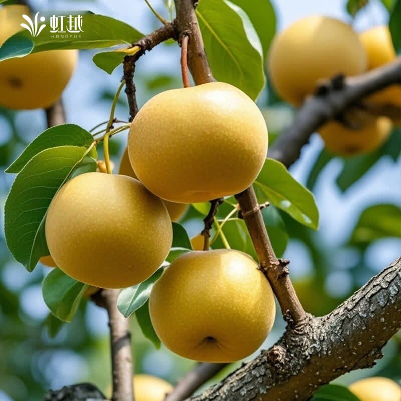 虹越梨树果苗彩虹梨树果苗图片