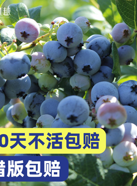 虹越蓝莓树果苗盆栽阳台南方种植北方耐寒追雪天后奥尼尔挂果率高