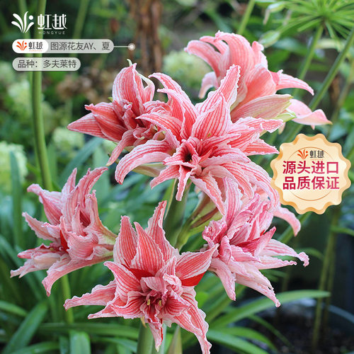 进口朱顶红种球虹越多年生