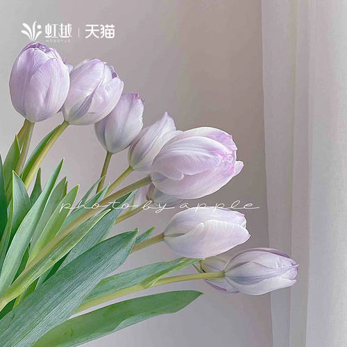 产地直采进口郁金香种球