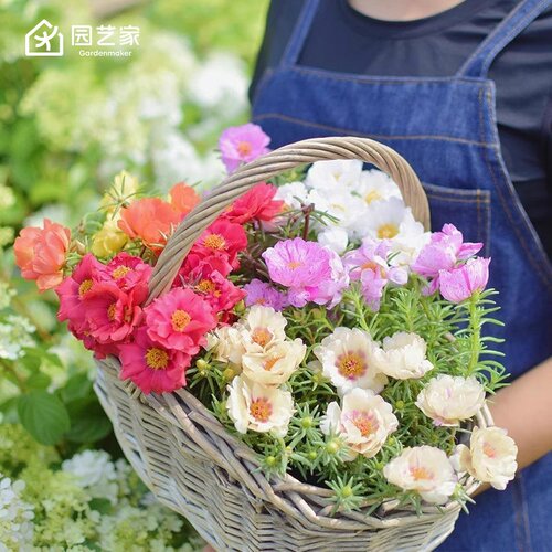 虹越太阳花耐热好养开花