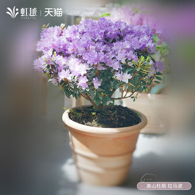 杜鹃花灌木庭院花园虹越春夏开花